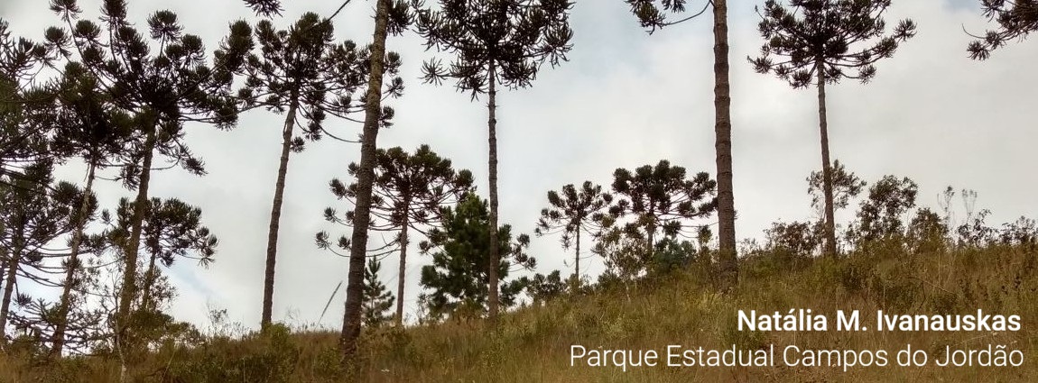Parque Estadual de Campos do Jordão